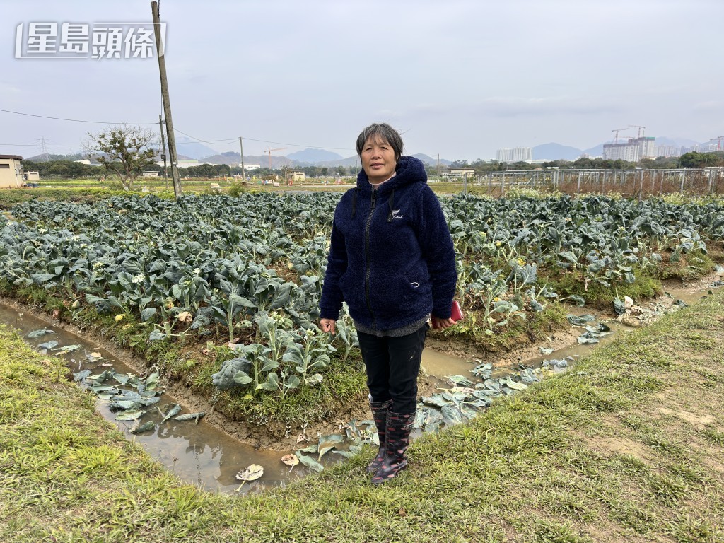 黃七娣的菜田位於燕崗村。梁國峰攝 黃七娣的菜田位於燕崗村。梁國峰攝