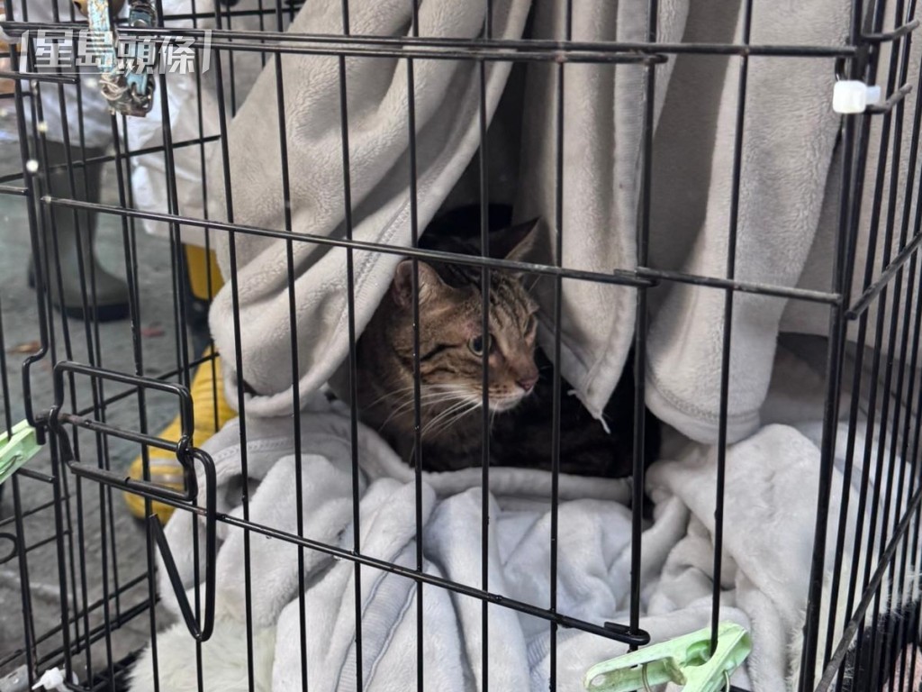 災後第8日，警員在大廈多處再尋回多隻生還動物。警方圖片