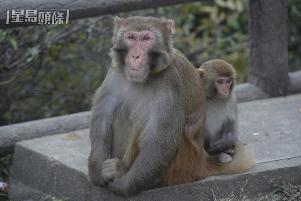 漁護署教路:不要觸摸猴子(或任何其他野生動物)或其排泄物。如果你曾接觸,否則請立即用梘液和清水徹底洗手。資料圖片 漁護署教路:不要觸摸猴子(或任何其他野生動物)或其排泄物。如果你曾接觸,否則請立即用梘液和清水徹底洗手。資料圖片
