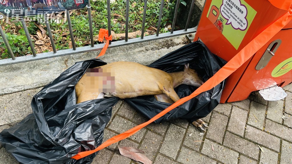 赤麂當場死亡。蔡楚輝攝