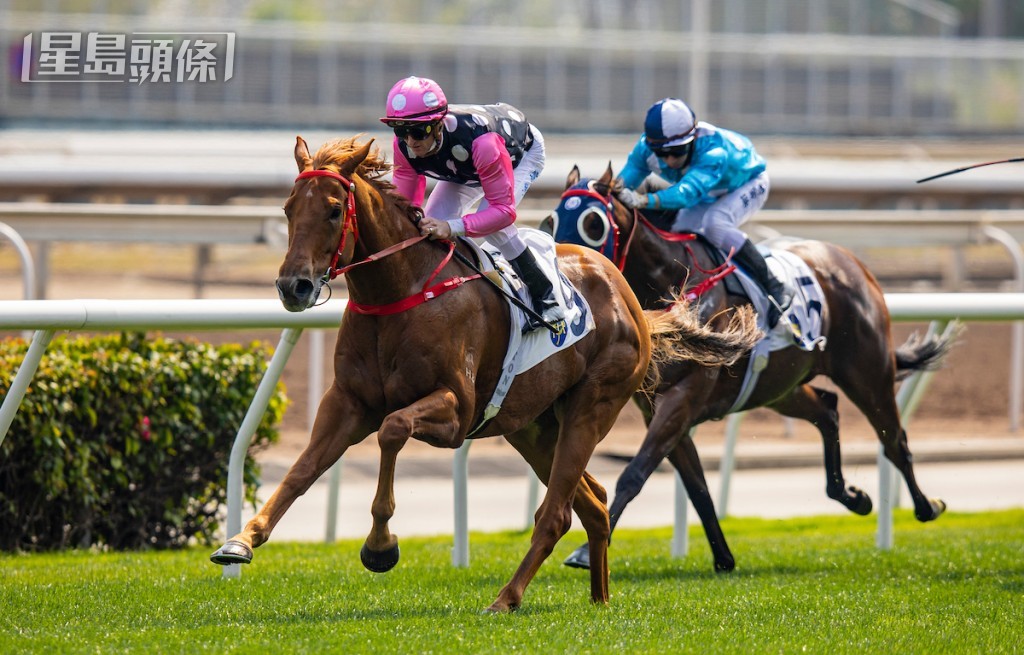 郭浩泉指出「永遠美麗」是後起之秀,希望馬兒可跑得接近。 郭浩泉指出「永遠美麗」是後起之秀,希望馬兒可跑得接近。