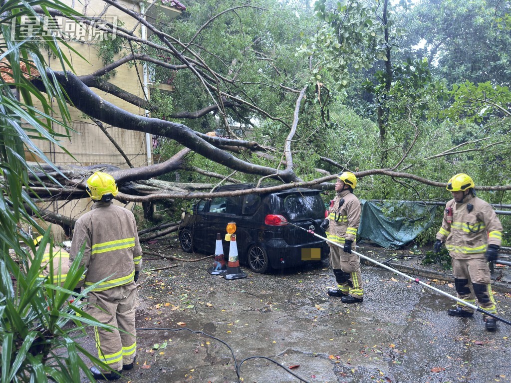 塌樹壓毀私家車。梁國峰攝 塌樹壓毀私家車。梁國峰攝