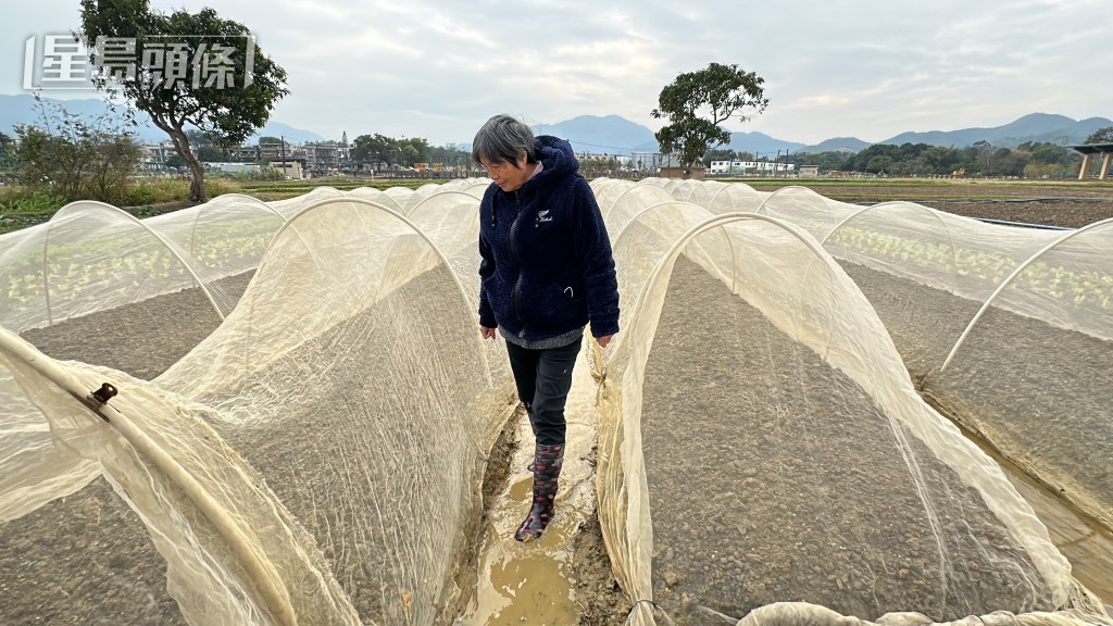 農田設保護網,以減少寒冷天氣的蔬菜損失。梁國峰攝 農田設保護網,以減少寒冷天氣的蔬菜損失。梁國峰攝