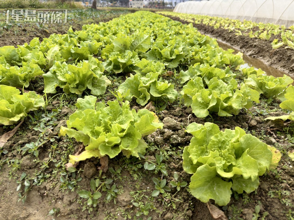 寒冷天氣損害農作物收成。梁國峰攝 寒冷天氣損害農作物收成。梁國峰攝