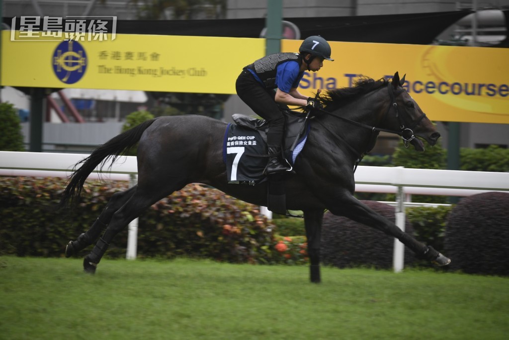 今屆女皇盃日本代表馬之一「北橋」，今早由騎師岩田康誠親自策騎操練。