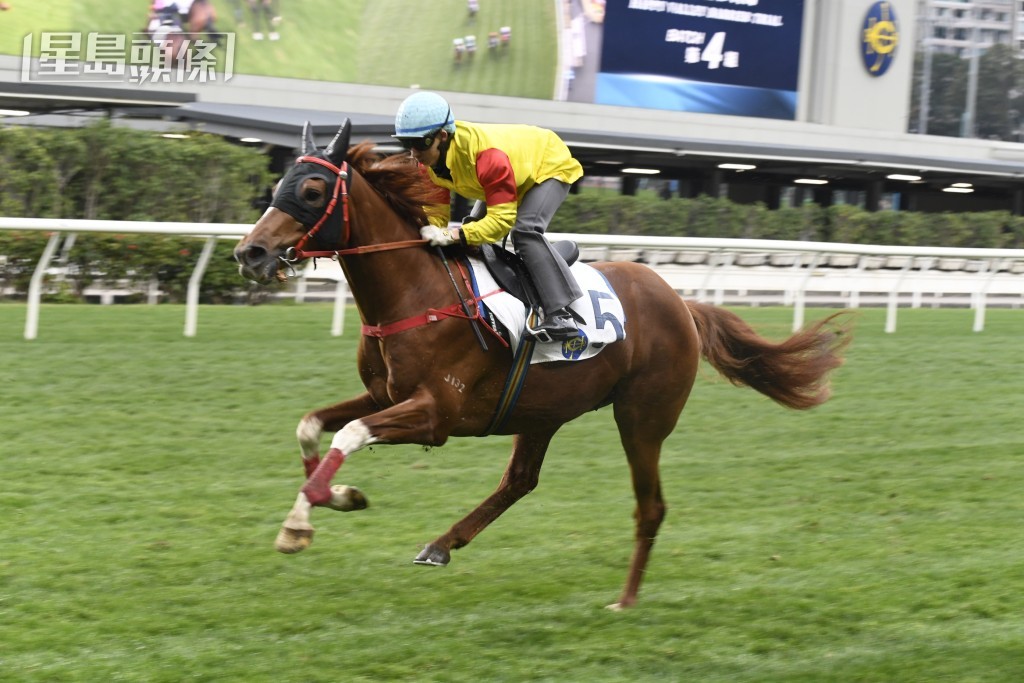 頭場「加州」系大晒冷，東廄的「加州活力」及「加州星馳」及巫廄「加州星皓」(圖) 均會上陣。