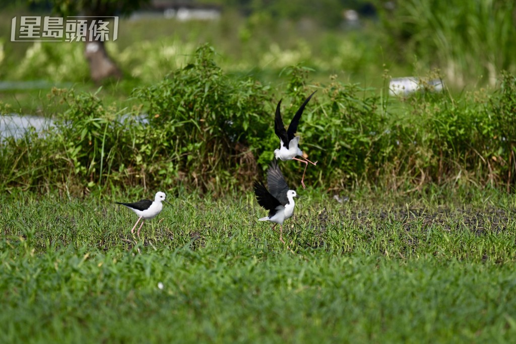 塱原自然生態公園。 塱原自然生態公園。