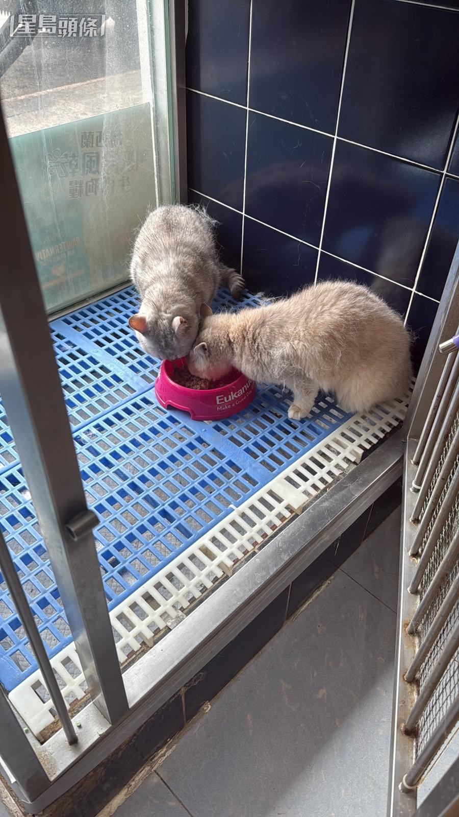 兩隻貓兒可以進食。香港動物報提供 兩隻貓兒可以進食。香港動物報提供