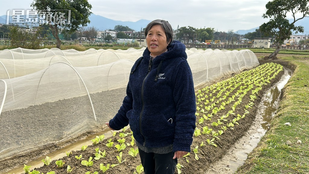 黃七娣的菜田位於燕崗村。梁國峰攝 黃七娣的菜田位於燕崗村。梁國峰攝