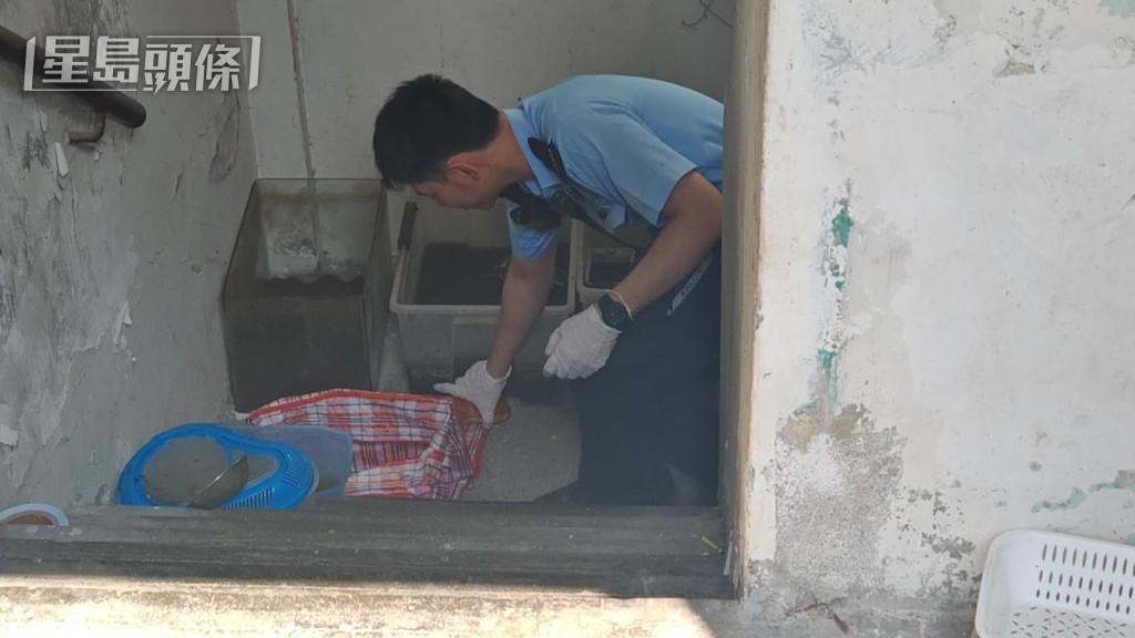 警員檢獲多隻龜。 警員檢獲多隻龜。