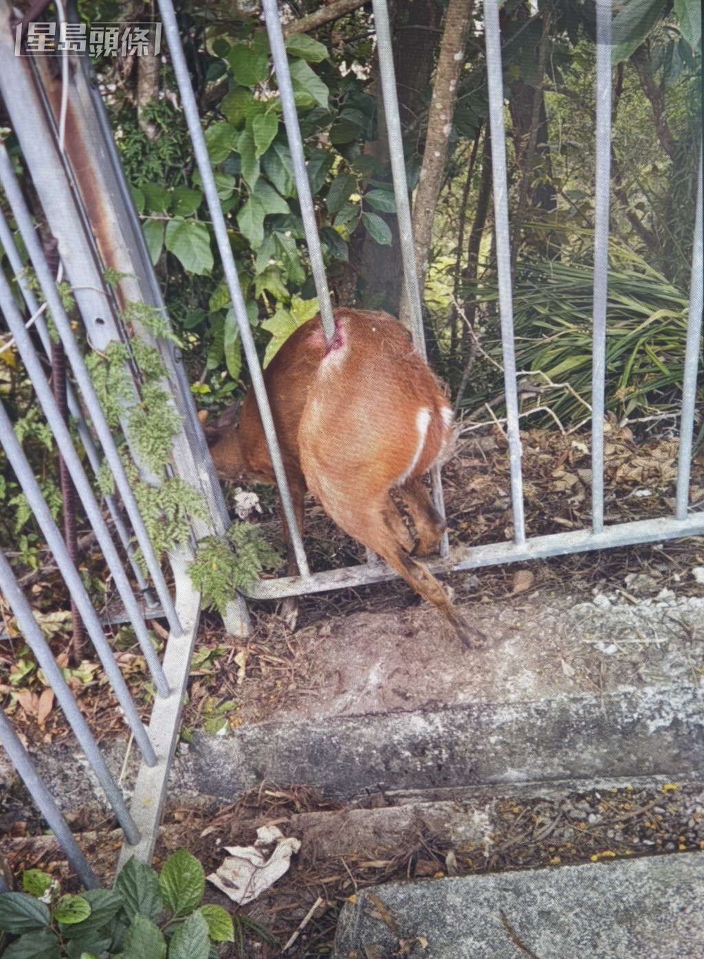 赤麂被夾困於鐵欄未能脫身。