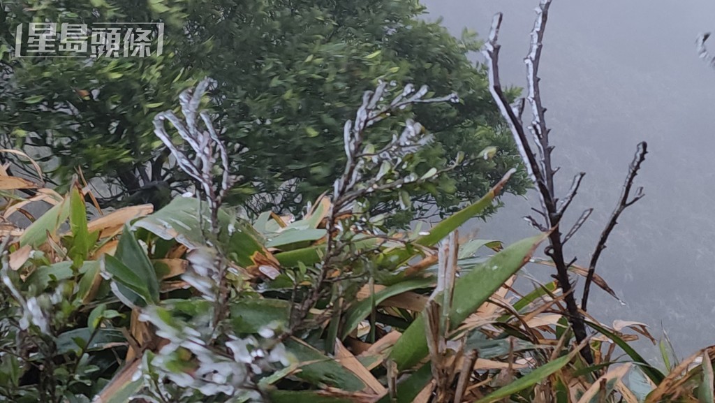 大帽山山上植物披上薄冰。黎志伟摄