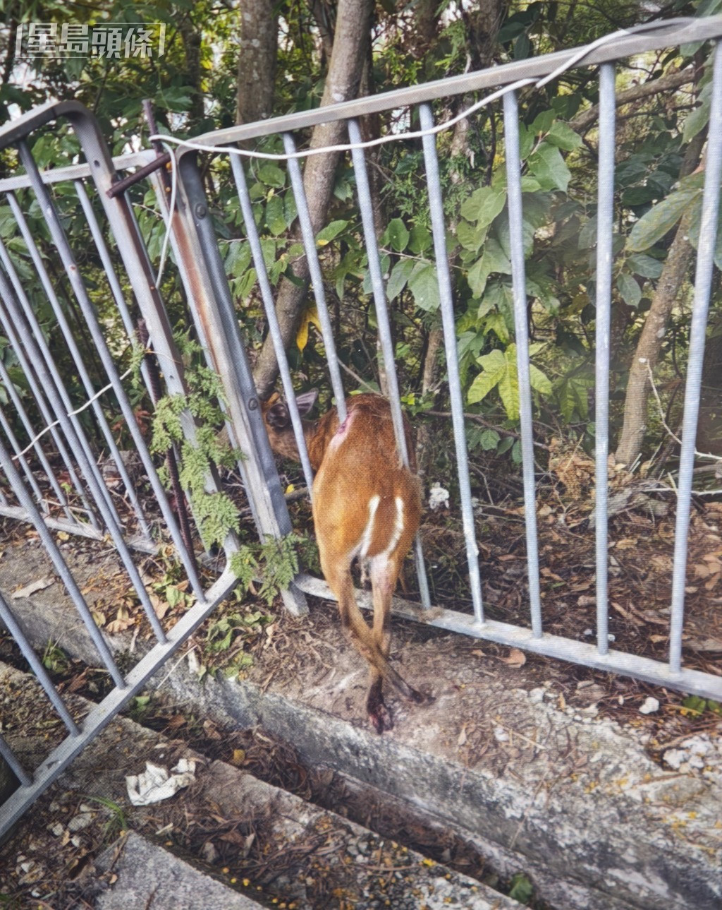 赤麂被夾困於鐵欄之中。劉漢權攝