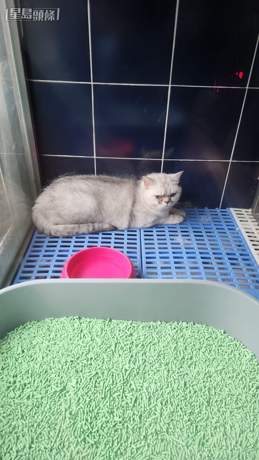 2歲大的村長則仍驚魂未定。香港動物報提供圖片 2歲大的村長則仍驚魂未定。香港動物報提供圖片