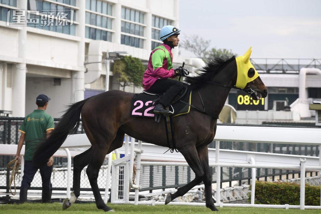黃志航伉儷名下的自購馬「駿河灣」，將出戰周三谷草三班千八米。