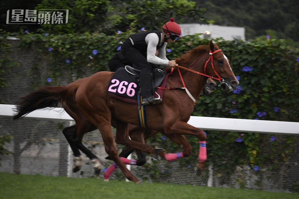 「香港神駒」將在港初出，這匹馬名是余伯第三次舊馬重用。