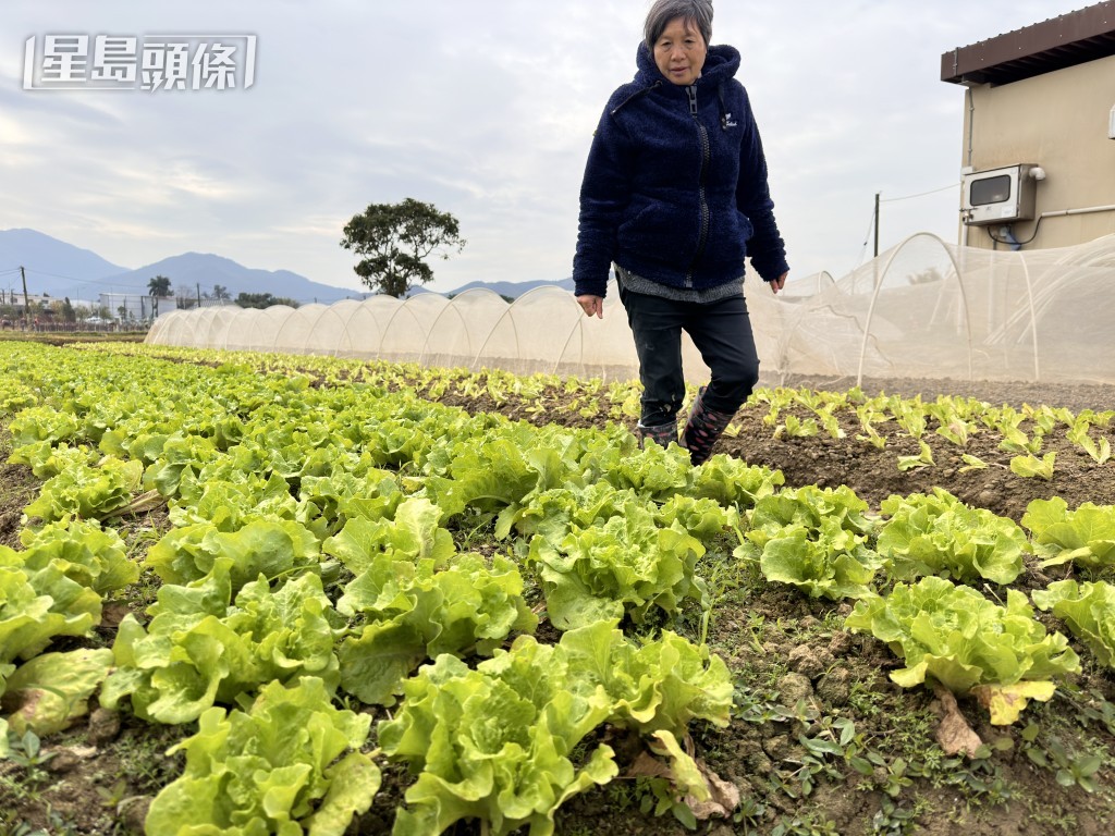 黃七娣指今日菜田未有結霜情況。梁國峰攝 黃七娣指今日菜田未有結霜情況。梁國峰攝