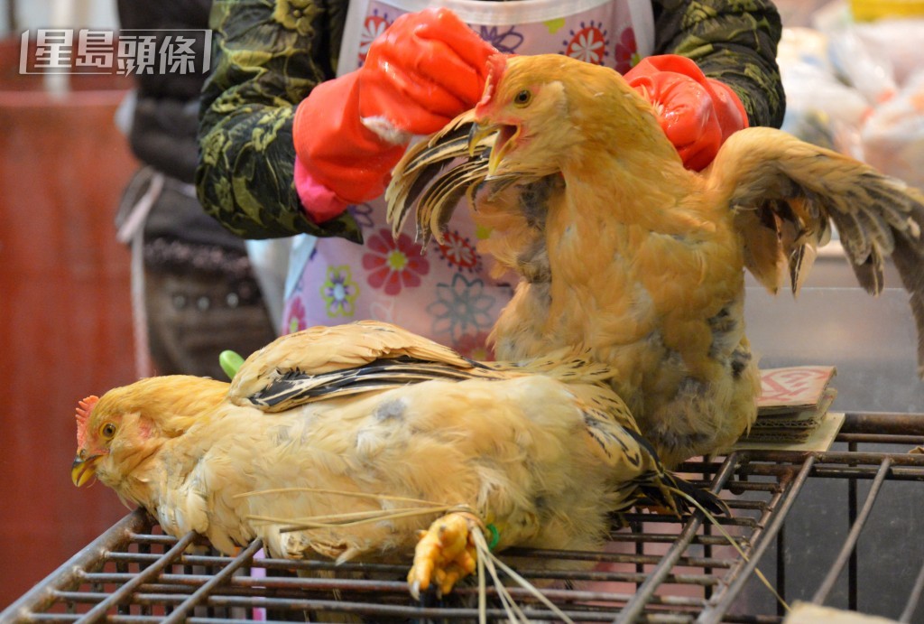 網民：今晚食雞......。資料圖片