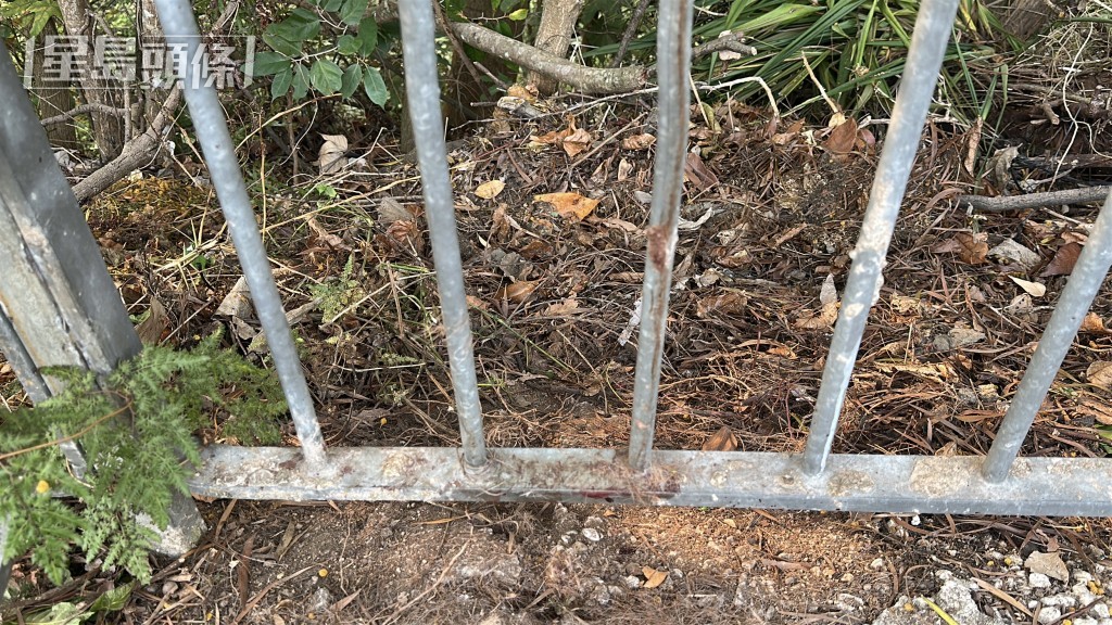 赤麂最後由消防救出，放歸郊野，所見鐵欄遺下少量血迹。