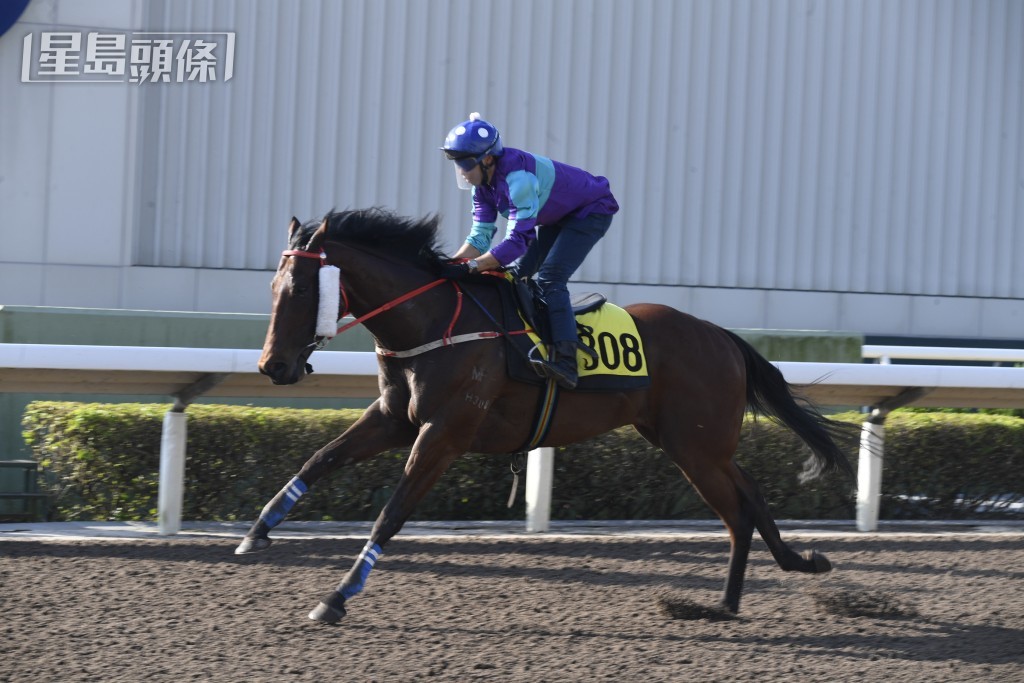 「實現夢想這匹傷患馬健康轉好，既回復正常上陣，近日出跳表現亦好對辦，同時羅富全非常緊張。