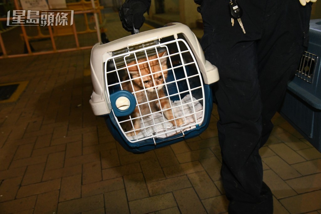 爱协人员带走部分猫只。