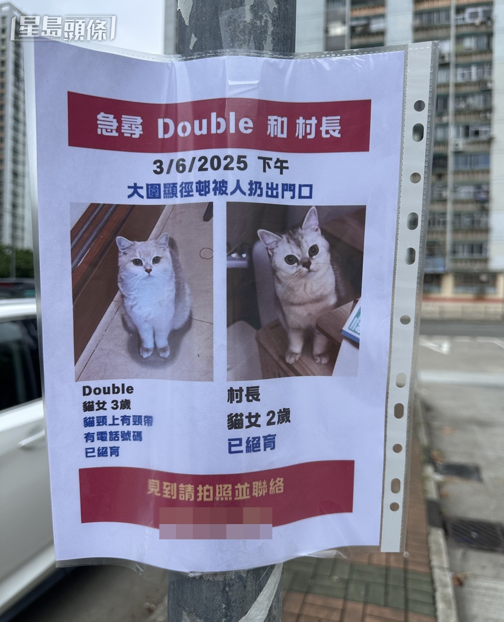 下徑口村村口錶位停車場,貼有尋貓告示。梁國峰攝 下徑口村村口錶位停車場,貼有尋貓告示。梁國峰攝