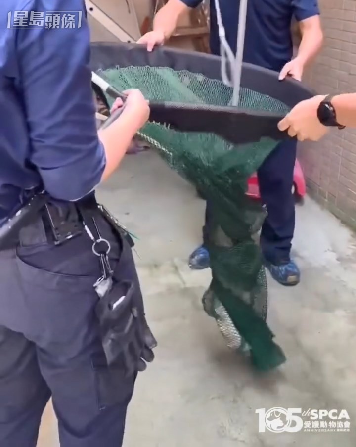 3名督察合力終將鱷魚放入網內。愛協提供片段截圖