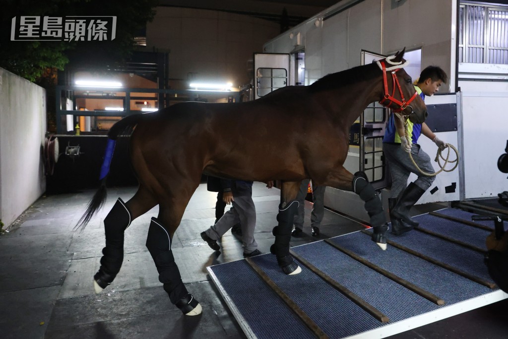 由沈集成训练的「浪漫勇士」已于今日 (12月17日星期二) 早上由沙田马场出发前往杜拜。