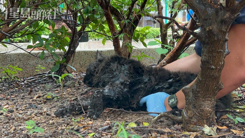 愛協人員到場拯救,惜貓隻已當場死亡。 愛協人員到場拯救,惜貓隻已當場死亡。