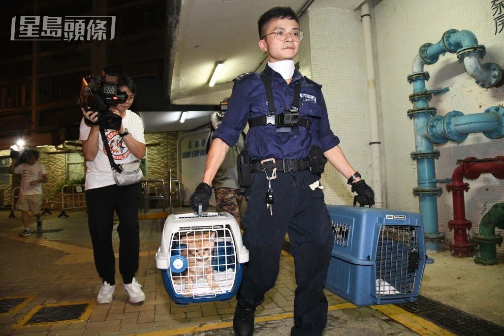 爱协人员带走部分猫只。林思明摄