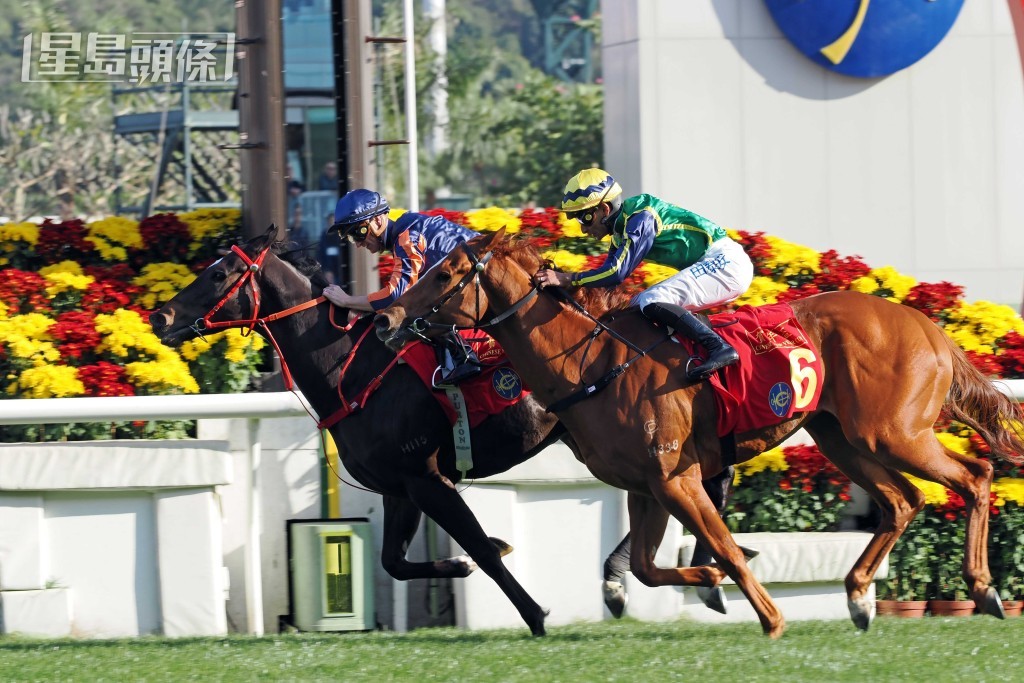 「紅運帝王」在潘頓胯下力壓「綠族無限」揚威賀年盃。 「紅運帝王」在潘頓胯下力壓「綠族無限」揚威賀年盃。