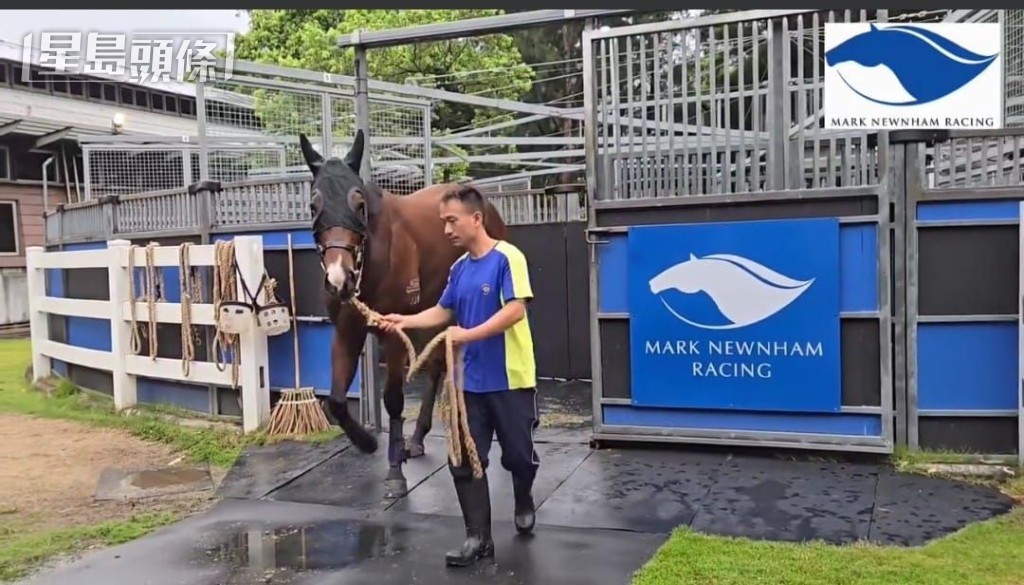 廖康銘馬房的員工，唞暑期間依然悉心照料各駒。