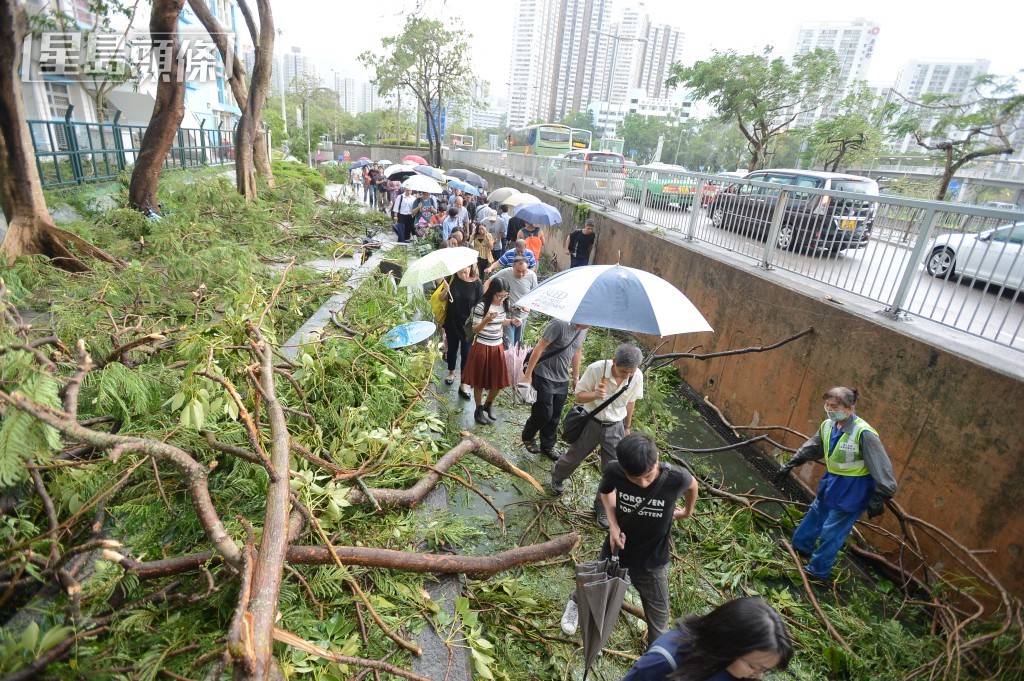 市民要跨過一棵又一棵的塌樹。資料圖片 市民要跨過一棵又一棵的塌樹。資料圖片