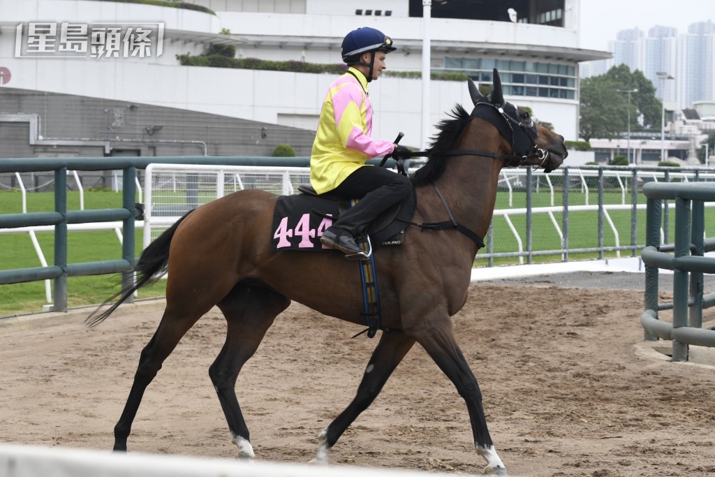 「做好自己」由前靚女騎師蔣嘉琦為馬主引入。