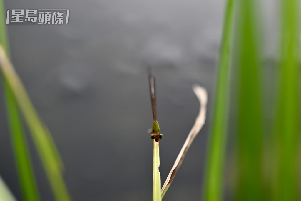嗇色園何東夫人醫局生態研習中心。 嗇色園何東夫人醫局生態研習中心。