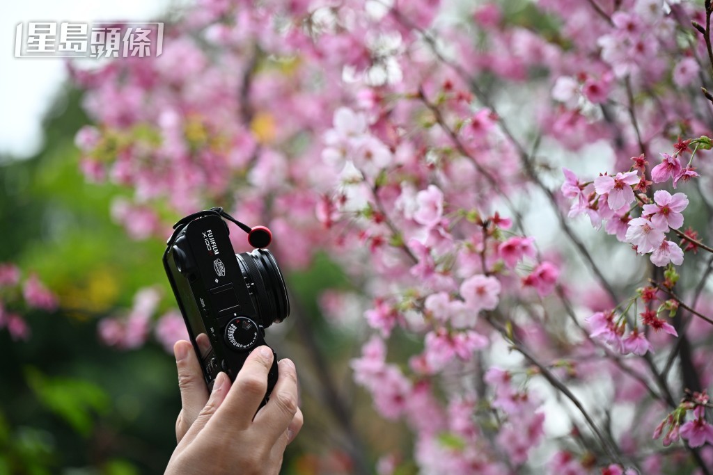 現場一片粉紅色花海。 現場一片粉紅色花海。