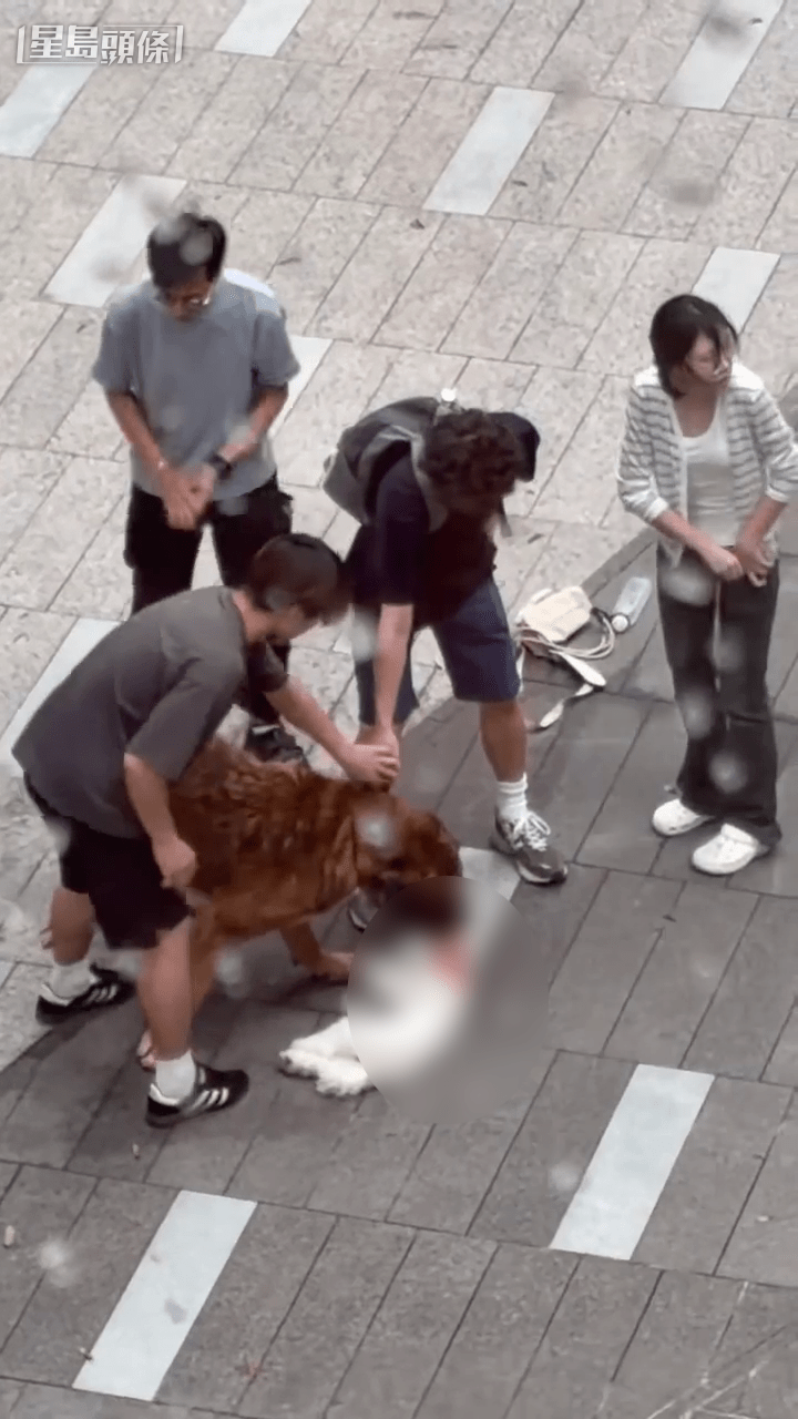 多名市民嘗試制止大狗但不成功。小紅書片段 多名市民嘗試制止大狗但不成功。小紅書片段