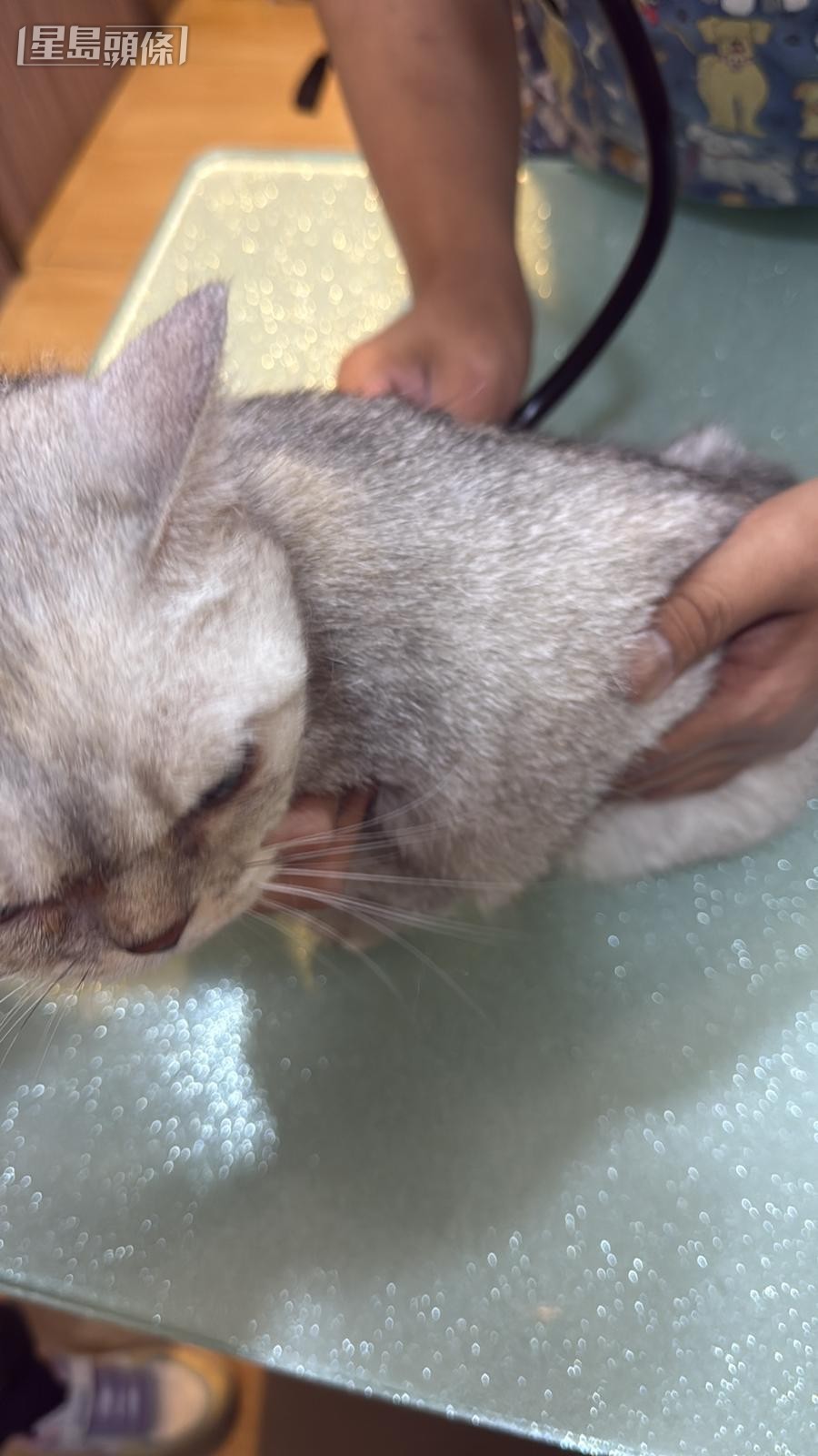 貓咪接受檢查。香港動物報提供圖片 貓咪接受檢查。香港動物報提供圖片
