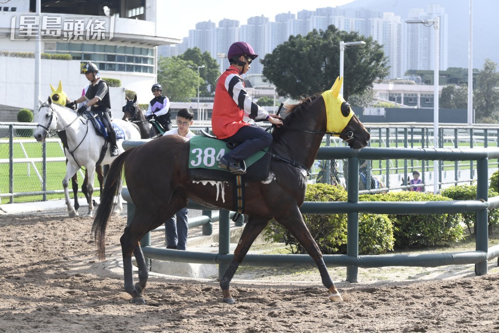  本周三（十月二十三日）將跑沙田全泥宴，賀銘年暫時卜定「德心知遇」 和「世界籐王」(圖)。