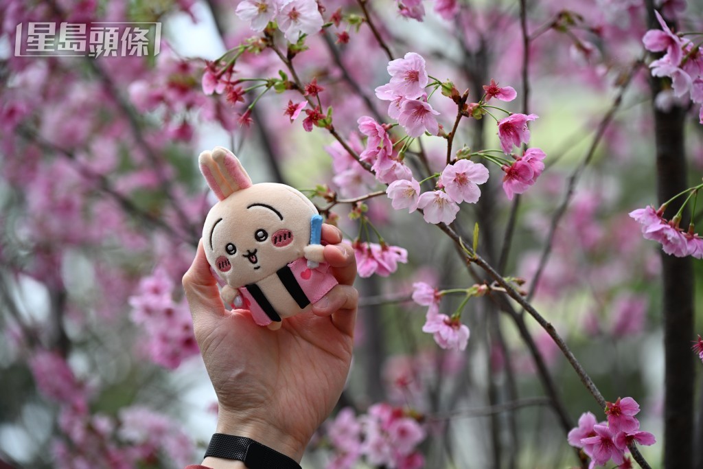 亦有人與愛寵或心愛公仔到場齊齊在美景下打卡。 亦有人與愛寵或心愛公仔到場齊齊在美景下打卡。