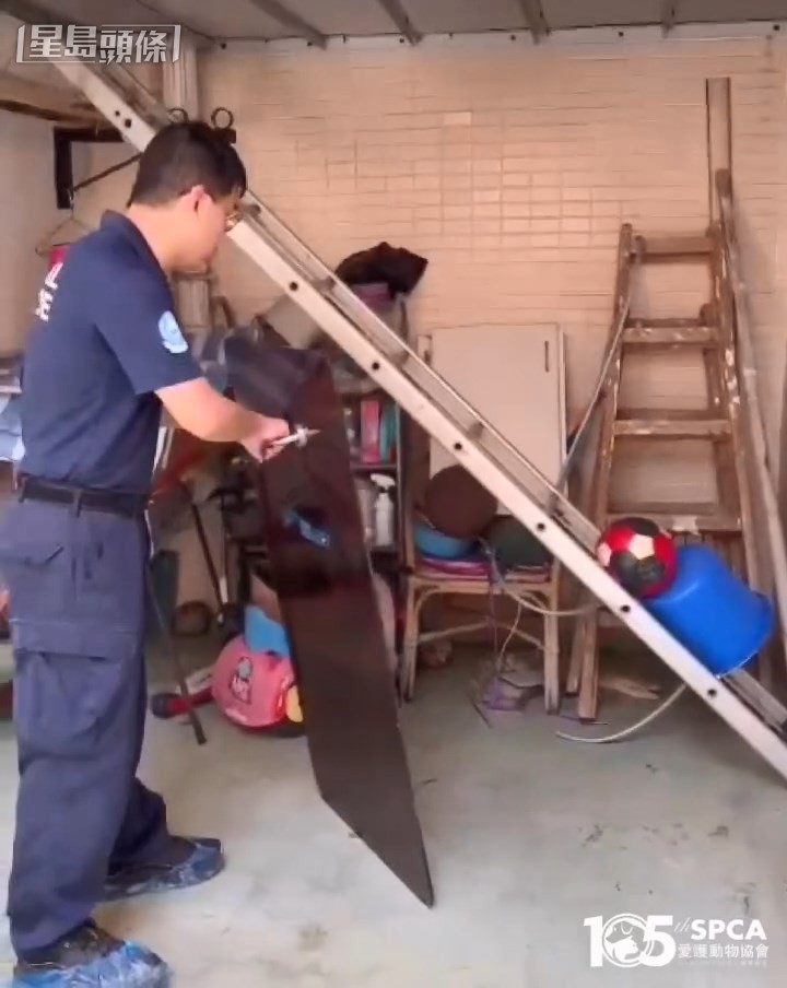 鱷魚匿藏在雜物下。愛協提供片段截圖