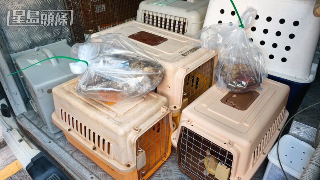 人员在单位内检走至少2只死龟及一具猫尸。黄文威摄 人员在单位内检走至少2只死龟及一具猫尸。黄文威摄