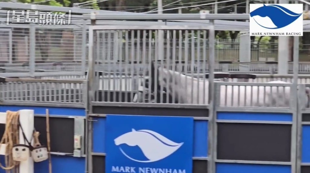 廖廄馬在行馬機輕舒步頭，維持一定的運動量。