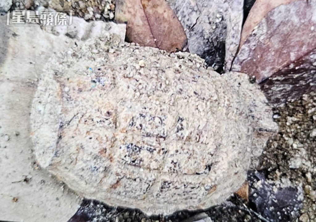 發現的戰時手榴彈。讀者提供圖片