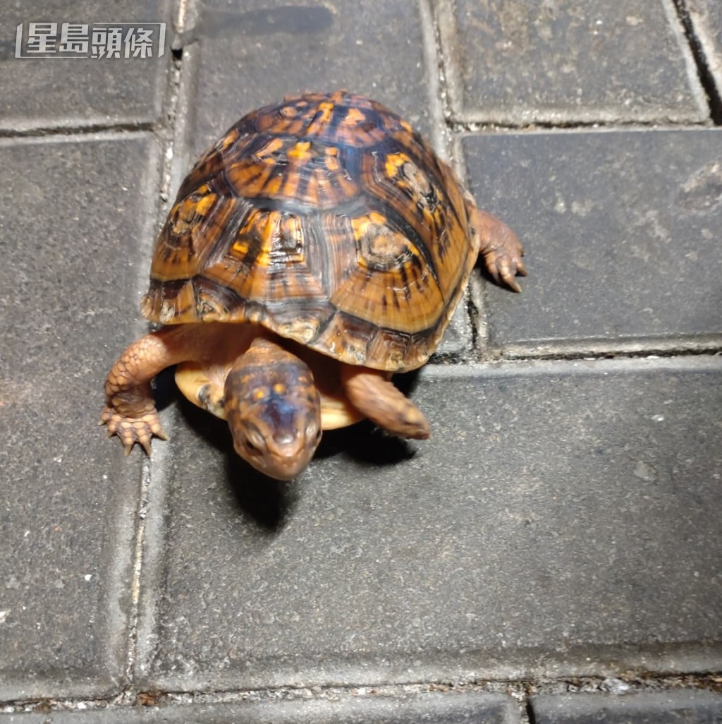 警方尋回被偷走的東部箱龜，將牠交還給餐廳負責人。食客提供圖片