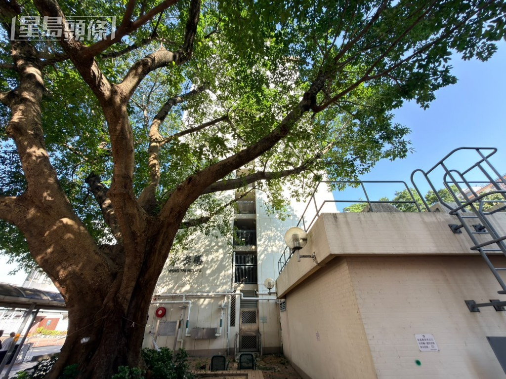 男子墮樓壓中樹椏,再跌落垃圾房頂部。 男子墮樓壓中樹椏,再跌落垃圾房頂部。