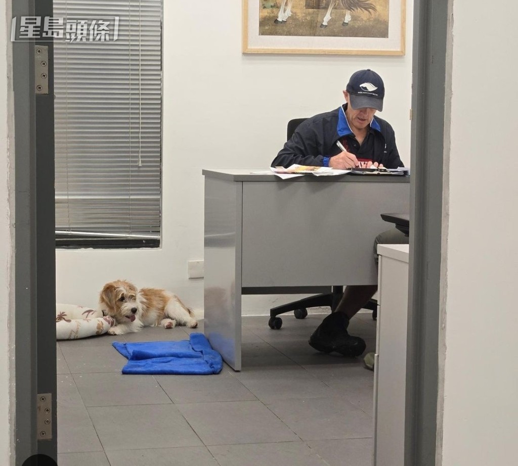 當廖康銘專注在馬房辦公室處理廄務時,愛犬靜靜在地下睡眠,為練者繁重緊張的工作帶來治瘉放鬆的感覺。 當廖康銘專注在馬房辦公室處理廄務時,愛犬靜靜在地下睡眠,為練者繁重緊張的工作帶來治瘉放鬆的感覺。