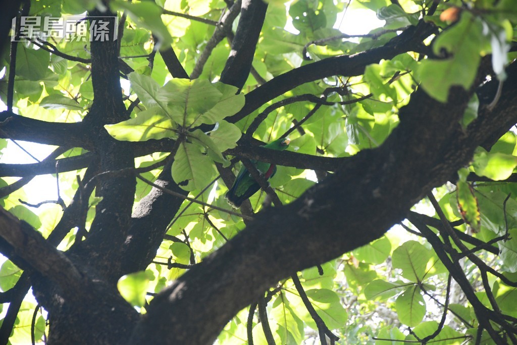 深水埗公園鸚鵡走失飛上大樹。梁國峰攝