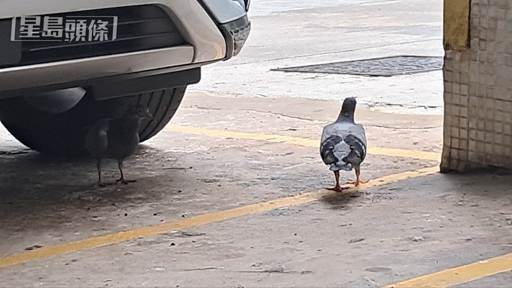 停車場內可見有鴿子出沒。 停車場內可見有鴿子出沒。
