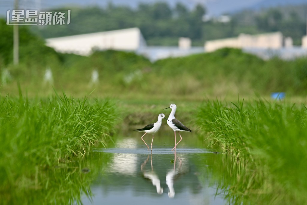 塱原自然生態公園。 塱原自然生態公園。